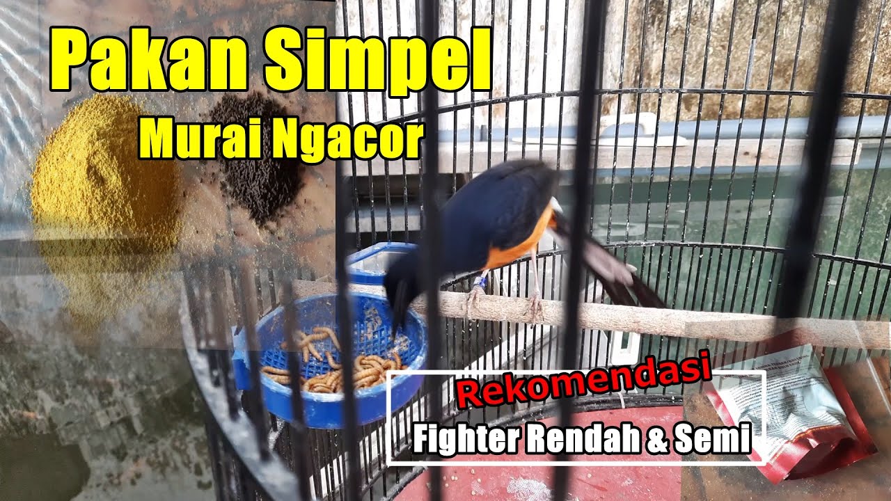 Racikan pakan MURAI BATU CEPAT NGACOR dengan cara simpel