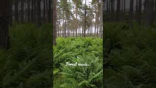 Wind in trees (Forest ASMR) screenshot 5