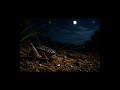 2 Hours Night Crickets Under the Moon