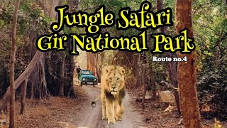 Jungle Safari Gir National Park | Lion Sighting | Route no4 | Sasan Gir #girnationalpark