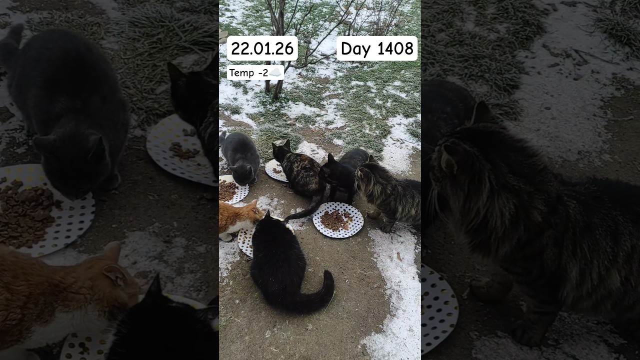 #cat 22.01.26 #fromkhersonua #cute #kitten #piano #kitty #love