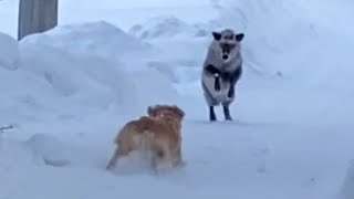 Golden Retriever vs OG Goatdeer (Kamoshika)