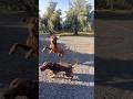 Dog madness! #fetch #jump #doglife #farm #dog #cute #love