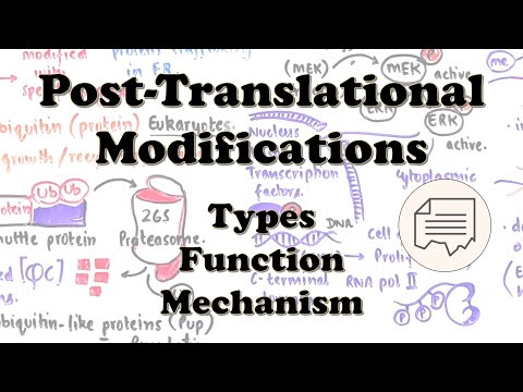 Post-Translational Modifications in prokaryotes and eukaryotes - Types, Functions, and Examples