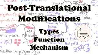 Post-Translational Modifications in prokaryotes and eukaryotes - Types, Functions, and Examples