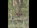 Jim Corbett Deer 19 #deer #shorts #ytshorts #shortsfeed #animals #jimcorbett #trending