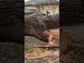 Tree Falls on Car California Storm 2023