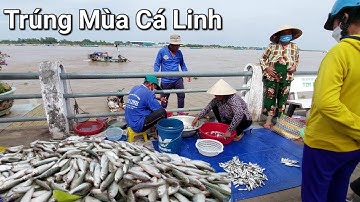 Độc lạ Tân Châu đuổi dồn bội thu hàng tấn cá Linh trên Sông Tiền mùa nước nổi @QuachBaoCot67