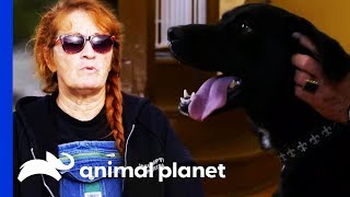 Rescued Labrador Has A Shot At Becoming A Service Dog | Pit Bulls & Parolees