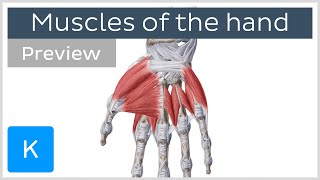 Muscles of the hand (preview) - Human Anatomy | Kenhub