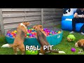 BEAGLE PUPPY PARTY : Bounce House & Ball Pit