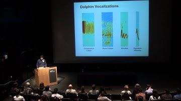 Dophin Social Cognition by Ed Hutchins and Chris Johnson