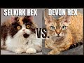 Selkirk Rex Cat VS. Devon Rex Cat の動画、YouTube動画。