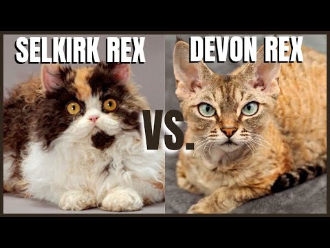 Video: Selkirk Rex Kočka Plemene Hypoalergenní, Zdraví A životnost