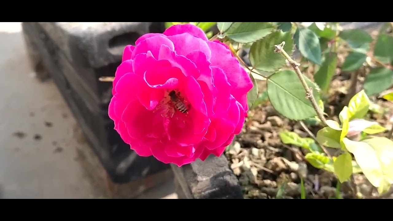 Flowers. 🌹🌼🏵️🌷🪷🌸🌱