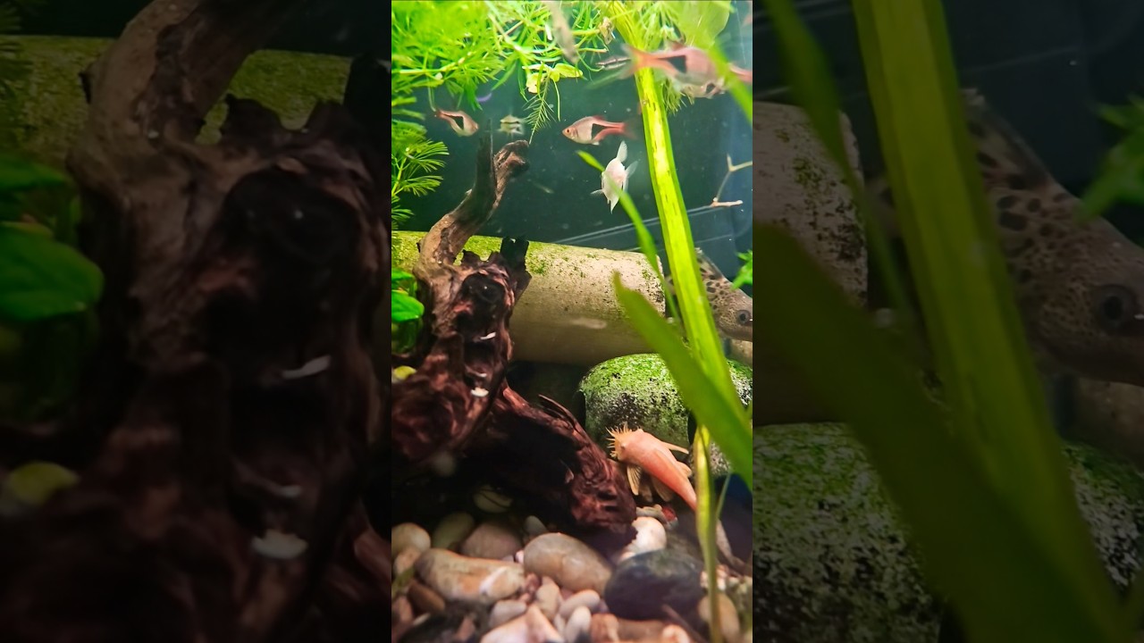 Fish | Moving This Year | 4 left #shorts #fish #fishtank #guitar