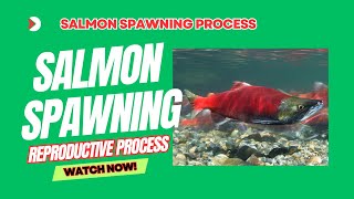 The Ultimate Guide to Salmon Spawning: 6 Essential Steps