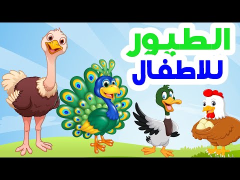 الطيور للاطفال اصوات واسماء وصفات الطيور طيور الغابة