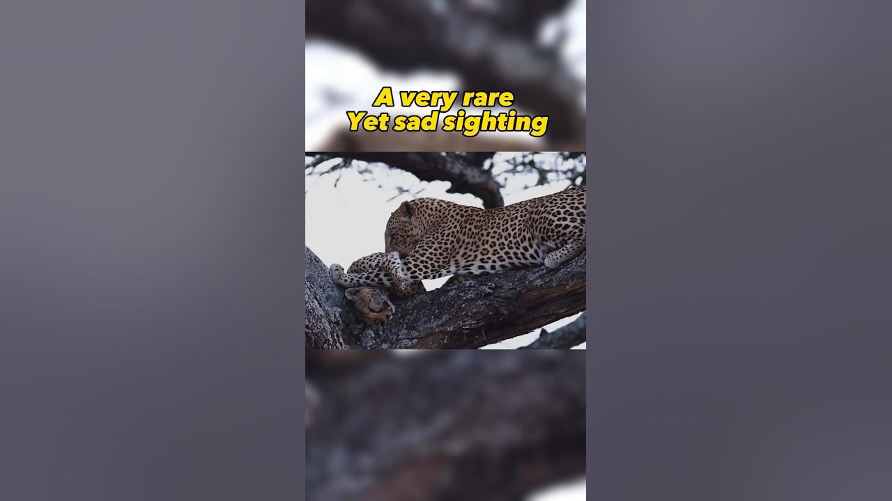 Leopard EATS Cheetah #wildlife #africa 🎥 @Latestsightings pls follow