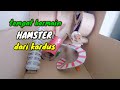 membuat tempat mainan hamster dari kardus bekas | caranya mudah