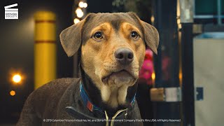 A Dogs Way Home Chicken, Chicken Hd Clip
