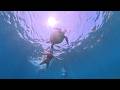 Swimming with Turtle off Koh Tao Island, Thailand