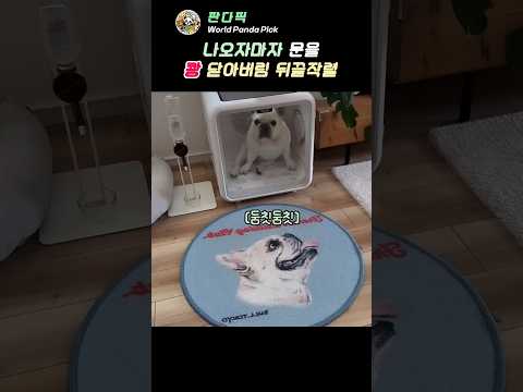 문이 열리자 왜 돌변했을까요?    #돌변 #반전매력 #웃긴짤 thumbnail