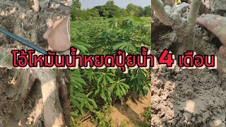 โอ้โห มัน 4 เดือน #มหาสารคาม #4x4 #4k #truck #รถไถคูโบต้า #มันสำปะหลังก้อน้ำหนักดี