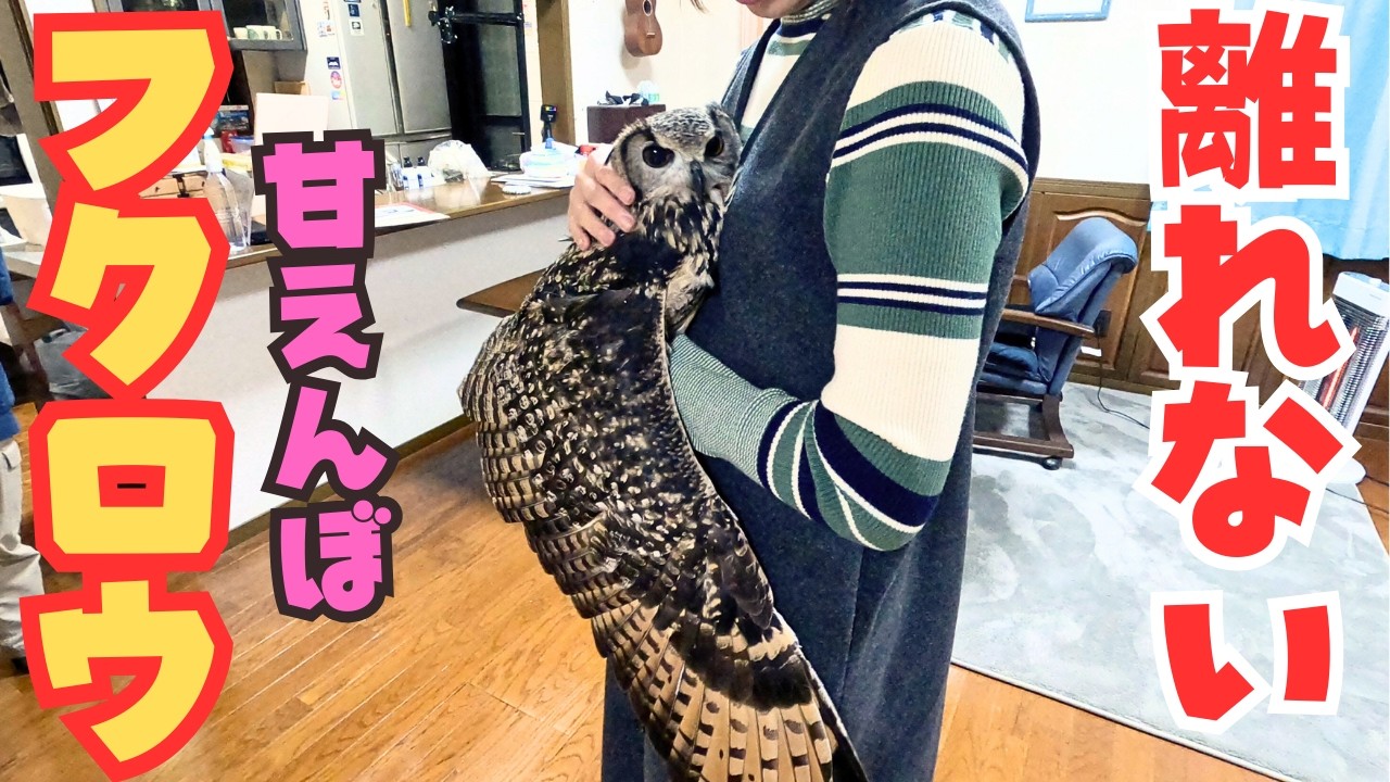 Как и ожидалось, эта сова — очень милое животное. #сова #owl #BengalEagleOwl #животные #мило #птицы