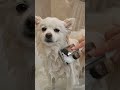 Pet spa day relaxing bath #beforeandafter #dogcare #petgrooming #cutedogs #dogshorts #cleaning #dog