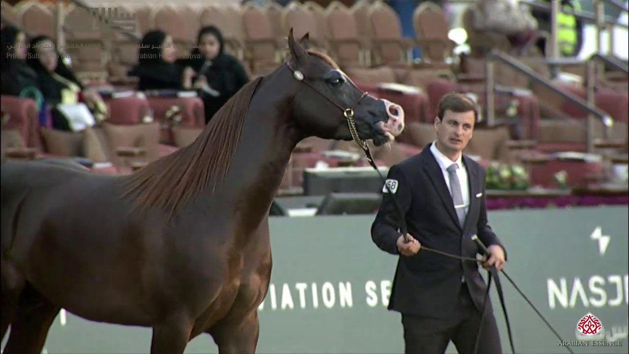 N.258 CHELLEASON ARLINGTON - 2020 PSAIAHF Al Khalediah Show - Stallions 4-6 Years Old (Class 10A)