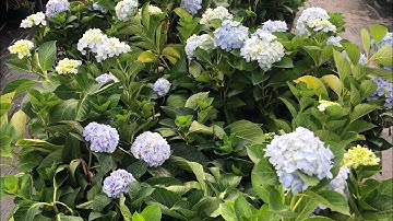 CÂY HOA CẨM TÚ CẦU ĐÀ LẠT MỜI CÁC BÁC Ạ