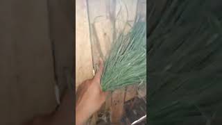 Tutorial on how to make hay at home/rabbit breeding