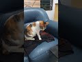 when you are pretty but has attitude🤣#officecat