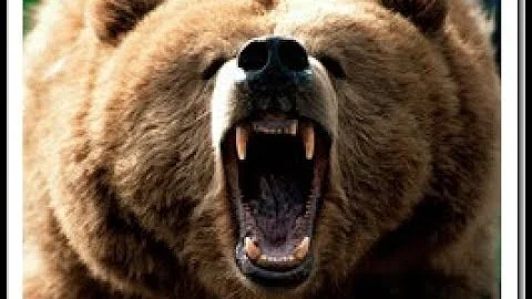 Deadly wild bear stands with his two legs near a bus full of people; unbelievable video.