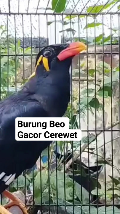 Suara Burung beo gacor #shortsvideo