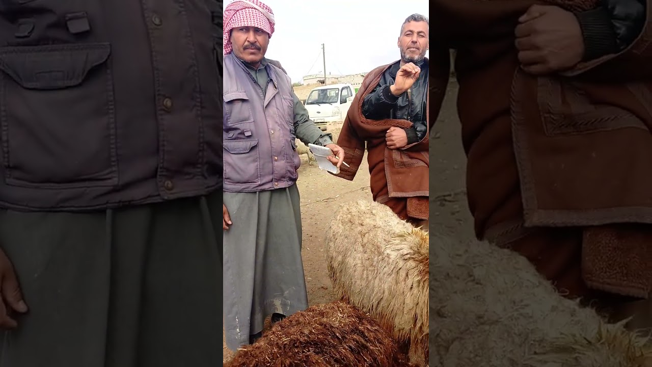 سوق المواشي في محافظة الرقة بيزار عين عيسى 2026/2/13 الرقم التواصل 00963996092339