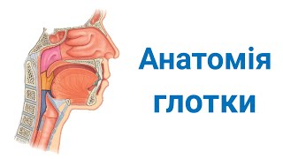 Анатомія глотки