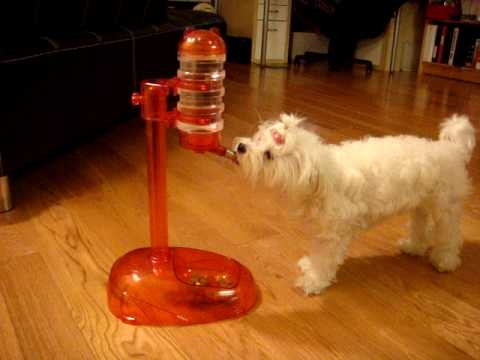 hamster water bottle for dogs