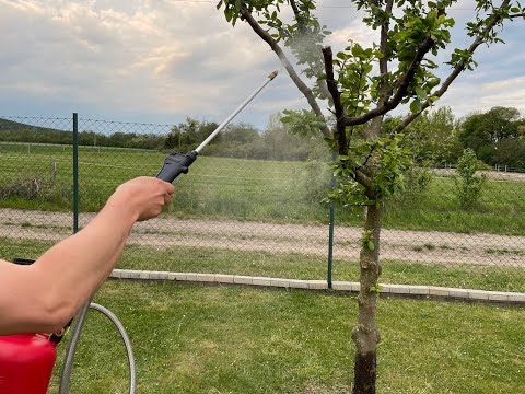 Video: Jaký strom má trojúhelníkové listy?