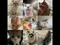 catholic #cats
