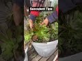 Succulent Tips. Aeonium. #fun #garden #succulents #aeonium #tips #viral #viralvideo #video ​⁠