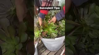 Succulent Tips. Aeonium. #fun #garden #succulents #aeonium #tips #viral #viralvideo #video ​⁠