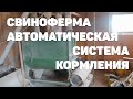 КУРС СВИНОВОДА. АВТОМАТИЧЕСКОЕ КОРМЛЕНИЕ СВИНЕЙ