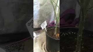 flower update