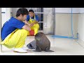 《鳥羽水族館》セイウチの赤ちゃんが誕生しました。