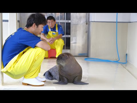 ポウちゃんです。 鳥羽水族館》セイウチのポウちゃんが新技‟リピート”を習得