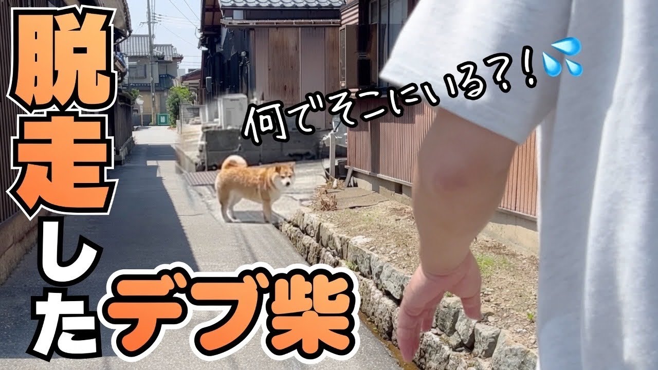 Shocking] The Shiba Inu opened the door to escape but it was