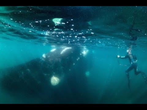 Video: Co Je To Velrybí čočka