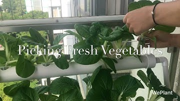 Hydroponics NFT System for Planting Tutorial